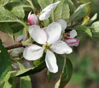 Pæregårds æbleblomst